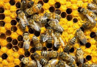 honeycomb-bees