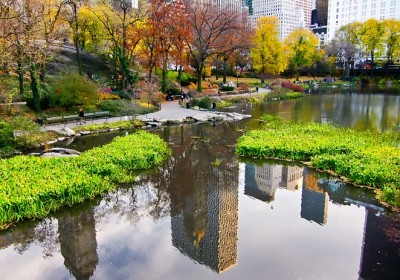 city_trees.jpg.662x0_q100_crop-scale