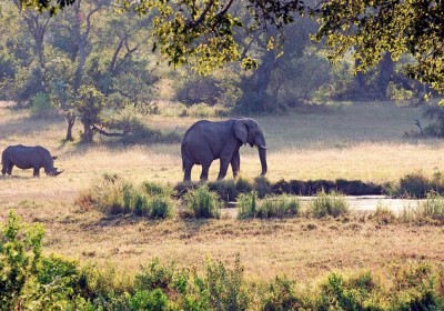 elephant_and_rhino.jpg.662x0_q100_crop-scale