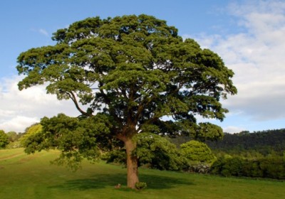 english-oak-tree-537x358