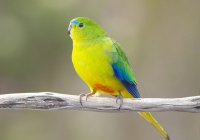 rare_parrot.jpg.662x0_q100_crop-scale