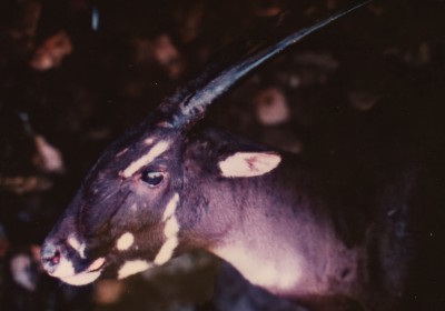 Saola1