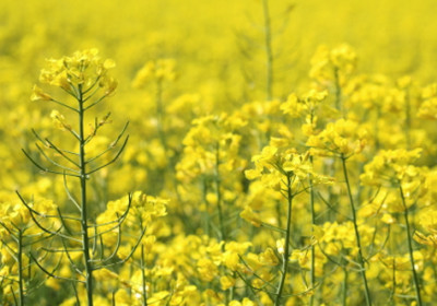 consultancy-topics-solid-and-liquid-biofuels-biodiesel-and-bioethanol