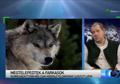 farkasok1