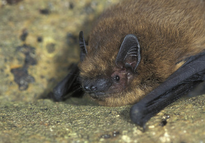 pipistrellus nathusii groot