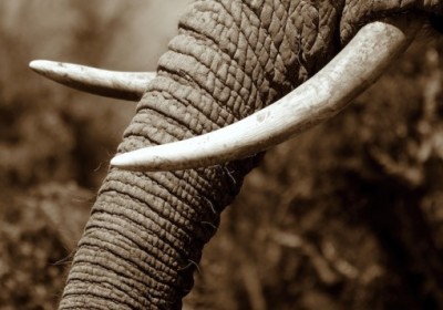 ivory-tusk-537x357