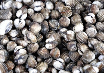 scallops-co2-ocean-537x356