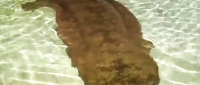 200-year-old-giant-salamander-660x409