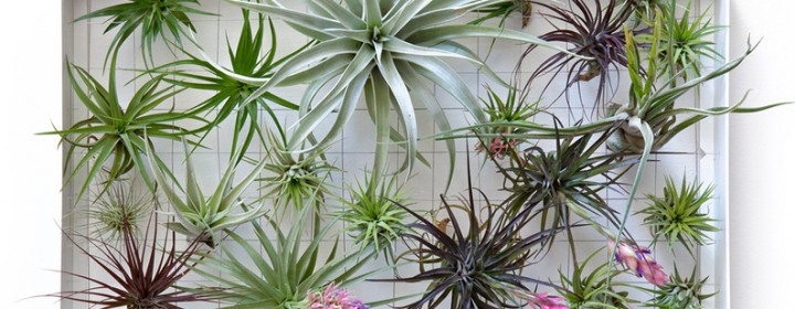 airplantman