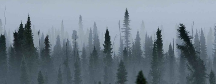 Black-Spruce-Forest-Full-Width-1020x390