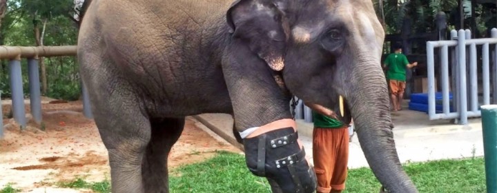 mosha-elephant-prosthetic-01-1-1020x610
