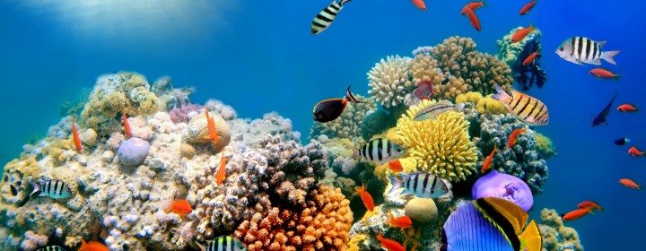 Coral-Reefs-Fish-Background