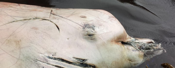 whale1