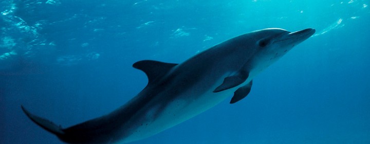 Atlantic Spotted Dolphin - Stenella Plagiodon