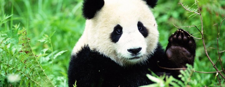 panda1