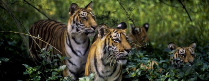 tiger2