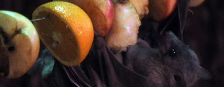 bat1