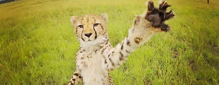 cheetah3