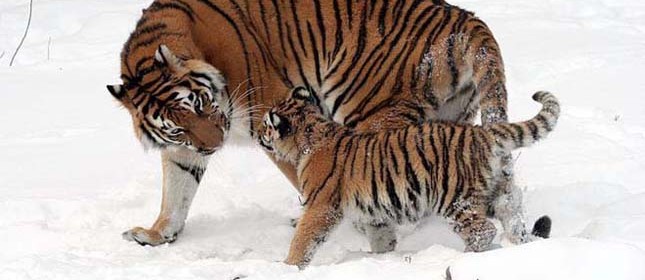 tigris2