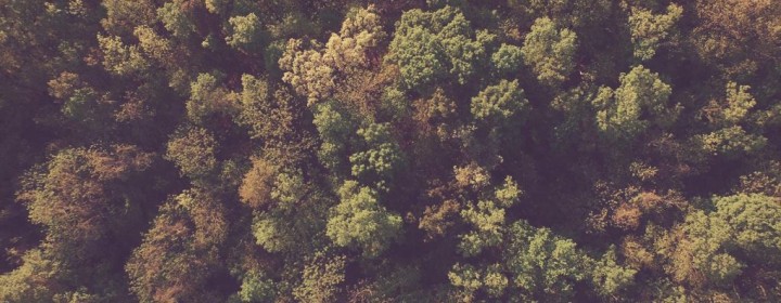 forest2