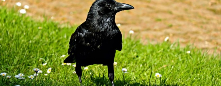 crow1