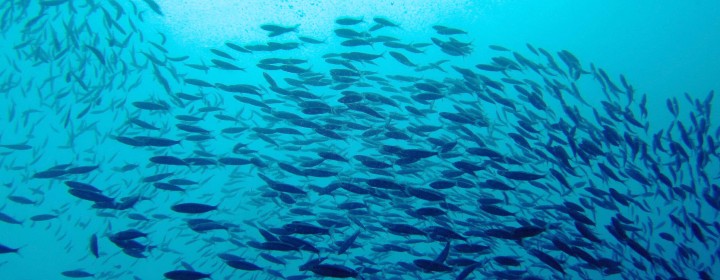 lots-of-fish