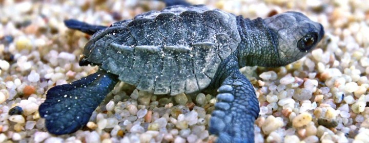 Olive-Ridley-Turtle-2-1020x610
